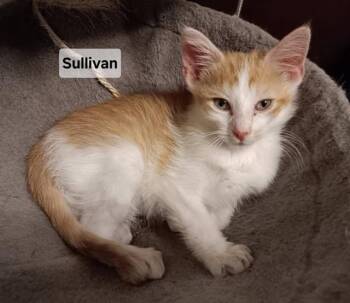 SULLIVAN -  Domestic Short Hair Cat for Adoption in Peoria, Illinois - SULLIVAN | PetCurious