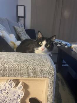 Rescue Domestic Short Hair Cats for Adoption in New York, New York - Peppina | PetCurious