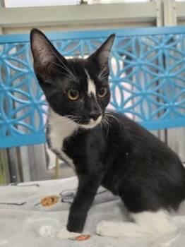 Blaze -  Domestic Short Hair Cat for Adoption in Savannah, Georgia - Blaze | PetCurious
