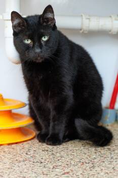 Kovu -  Domestic Short Hair Cat for Adoption in Chester Springs, Pennsylvania - Kovu | PetCurious