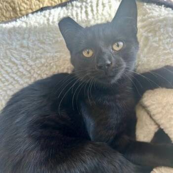 Nugent -  Domestic Short Hair Cat for Adoption in East Montpelier, Vermont - Nugent | PetCurious