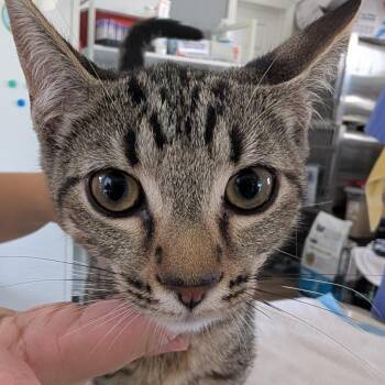 Butterscotch -  Domestic Short Hair Cat for Adoption in Chapel Hill, North Carolina - Butterscotch | PetCurious