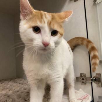 Danner -  Domestic Short Hair Cat for Adoption in Dayton, Ohio - Danner | PetCurious