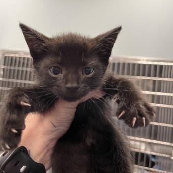 Hawaiian Roll(green) -  Domestic Short Hair Cat Available for Adoption in Greensboro, North Carolina - Hawaiian Roll(green) | PetCurious