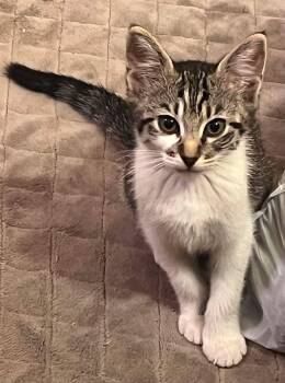 Olivia -  Domestic Short Hair Cat for Adoption in Houston, Texas - Olivia | PetCurious