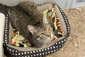 Domestic Short Hair Cats Available for Adoption in Lincoln, Nebraska - Willow | PetCurious