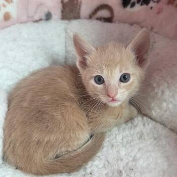 Noodle -  Domestic Short Hair Cat for Adoption in Calgary, Alberta - Noodle | PetCurious
