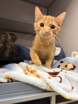 Domestic Short Hair Cats Available for Adoption - Murdock | PetCurious