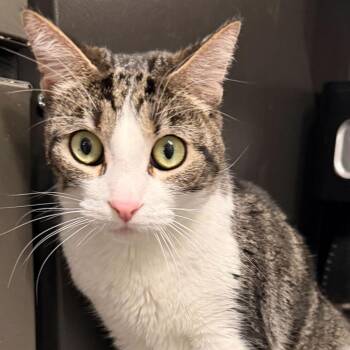 Domestic Short Hair Cats Available for Adoption - Stella | PetCurious