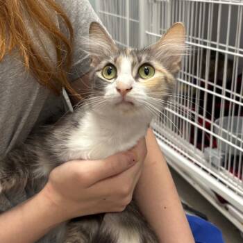 moody -  Domestic Short Hair Cat for Adoption in Franklin, North Carolina - Moody | PetCurious