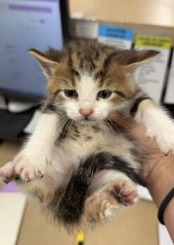 Anaconda -  Domestic Short Hair Cat for Adoption in Bemidji, Minnesota - Anaconda | PetCurious