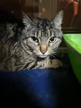 Domestic Short Hair Cats Available for Adoption in Little Elm, Texas - Lilith Luna | PetCurious