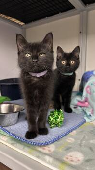 Domestic Short Hair Cats Available for Adoption in White Oak, Pennsylvania - Selena | PetCurious