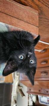 WOLFIE -  Domestic Short Hair Cat for Adoption - WOLFIE | PetCurious