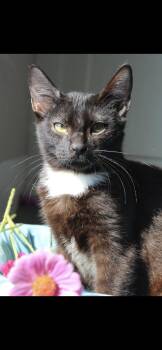 Spencer -  American Shorthair Cat for Adoption in Berea, Kentucky - Spencer | PetCurious