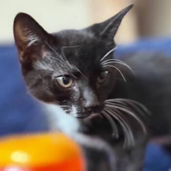 Rescue Domestic Short Hair Cats for Adoption in Arizona City, Arizona - N-Felix | PetCurious