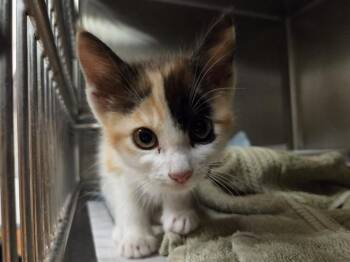 SUNSHINE -  Domestic Short Hair Cat for Adoption in Martinez, California - SUNSHINE | PetCurious
