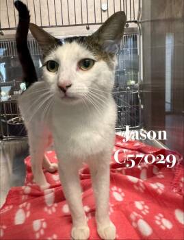 Jason -  Domestic Short Hair Cat for Adoption in Clarksville, Tennessee - Jason | PetCurious