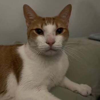 Rescue Domestic Short Hair Cats for Adoption in Madison, Wisconsin - Archer | PetCurious