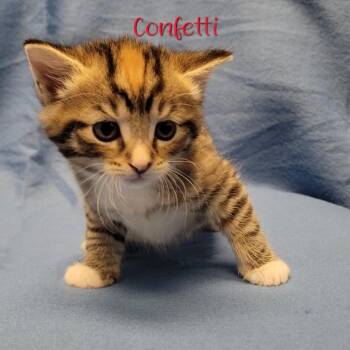 Domestic Short Hair Cats Available for Adoption in Parkersburg, West Virginia - Confetti | PetCurious