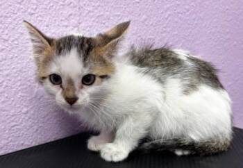Rescue Domestic Short Hair Cats for Adoption in El Paso, Texas - ANNA | PetCurious