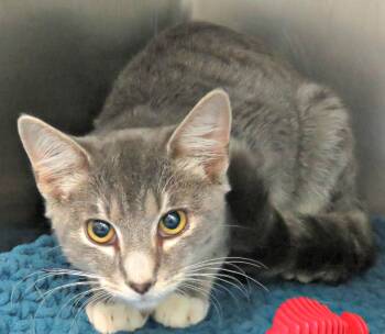 Rescue Domestic Short Hair Cats for Adoption in Lexington, Virginia - Wes | PetCurious