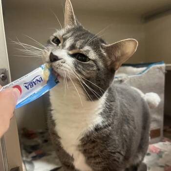 Nina -  Domestic Short Hair Cat for Adoption in Providence, Rhode Island - Nina | PetCurious