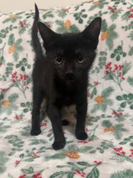 Licorice -  Domestic Short Hair Cat for Adoption in Augusta, Georgia - Licorice | PetCurious