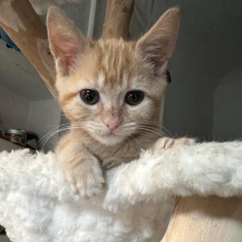 Kinako -  Domestic Short Hair Cat for Adoption in Los Angeles, California - Kinako | PetCurious