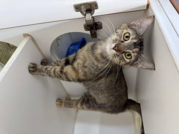 Rescue Domestic Short Hair Cats for Adoption in Breese, Illinois - Browney | PetCurious