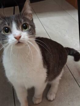Woody Woodpecker -  Domestic Short Hair Cat for Adoption in Rowlett, Texas - Woody Woodpecker | PetCurious