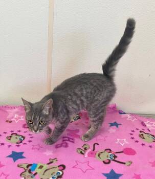 Domestic Short Hair Cats Available for Adoption in Mitchell, South Dakota - Sterling - Gray Older Kitten- #23 | PetCurious