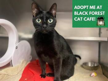 CHOPPER -  Domestic Short Hair Cat for Adoption in Fort Wayne, Indiana - CHOPPER | PetCurious