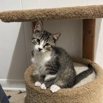 Silvio -  Domestic Short Hair Cat for Adoption in Andover, Connecticut - Silvio | PetCurious