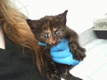 A1264114 -  Domestic Short Hair Cat for Adoption in Charlotte, North Carolina - A1264114 | PetCurious