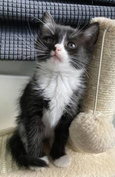 Donna -  Domestic Long Hair Cat for Adoption in Sacramento, California - Donna | PetCurious