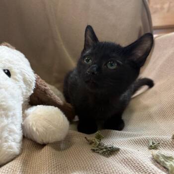 Licorice -  Domestic Short Hair Cat for Adoption in Columbus, North Carolina - Licorice | PetCurious