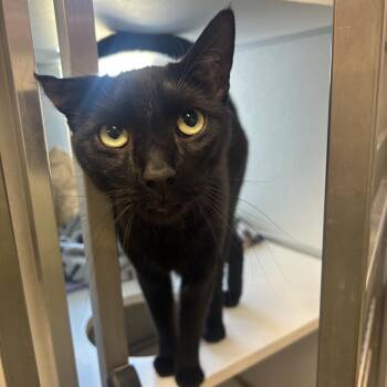 Domestic Short Hair Cats Available for Adoption in Binghamton, New York - Suede | PetCurious
