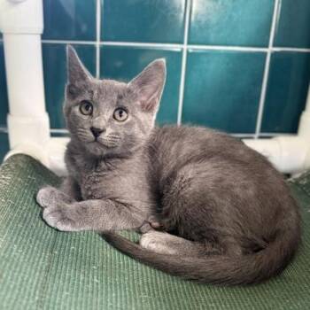 Gray Man -  Domestic Short Hair Cat for Adoption in Honolulu, Hawaii - Gray Man | PetCurious