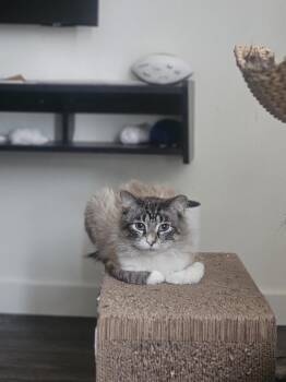 Siamese Cats Available for Adoption in Chicago, Illinois - Ziggy | PetCurious