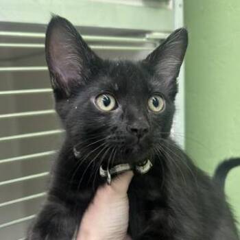 Turmeric -  Domestic Short Hair Cat for Adoption in Durango, Colorado - Turmeric | PetCurious
