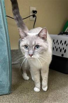LEXI -  Domestic Short Hair Cat for Adoption in Fort Myers, Florida - LEXI | PetCurious