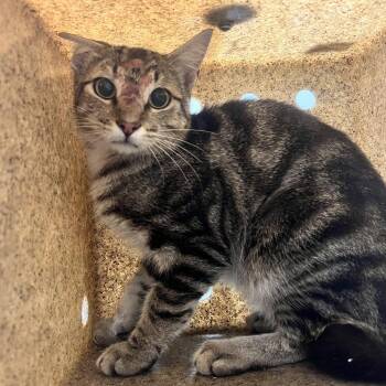 71879 -  Domestic Short Hair Cat for Adoption in Harrisonburg, Virginia - 71879 | PetCurious