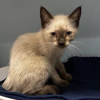 Bonnie -  Domestic Short Hair Cat for Adoption in Chattanooga, Tennessee - Bonnie | PetCurious