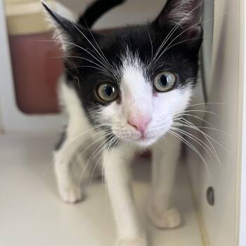 Edward -  Domestic Short Hair Cat for Adoption in Peconic, New York - Edward | PetCurious
