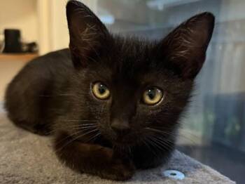 INKY -  Domestic Short Hair Cat for Adoption in Palo Alto, California - INKY | PetCurious