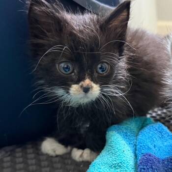 26-194 Johnny Cash -  Domestic Long Hair and Maine Coon Cat for Adoption in North Branford, Connecticut - 26-194 Johnny Cash | PetCurious