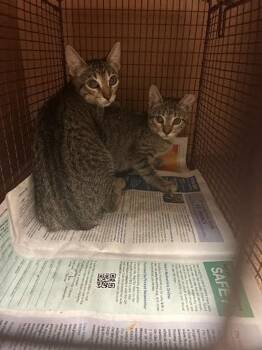 Fire Eagle -  Domestic Short Hair Cat for Adoption in Austin, Texas - Fire Eagle | PetCurious