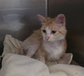 Jellybean -  Domestic Short Hair Cat for Adoption in Clinton, Missouri - Jellybean | PetCurious