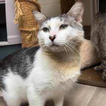 Oliver -  Domestic Short Hair Cat for Adoption in Lakeland, Florida - Oliver | PetCurious